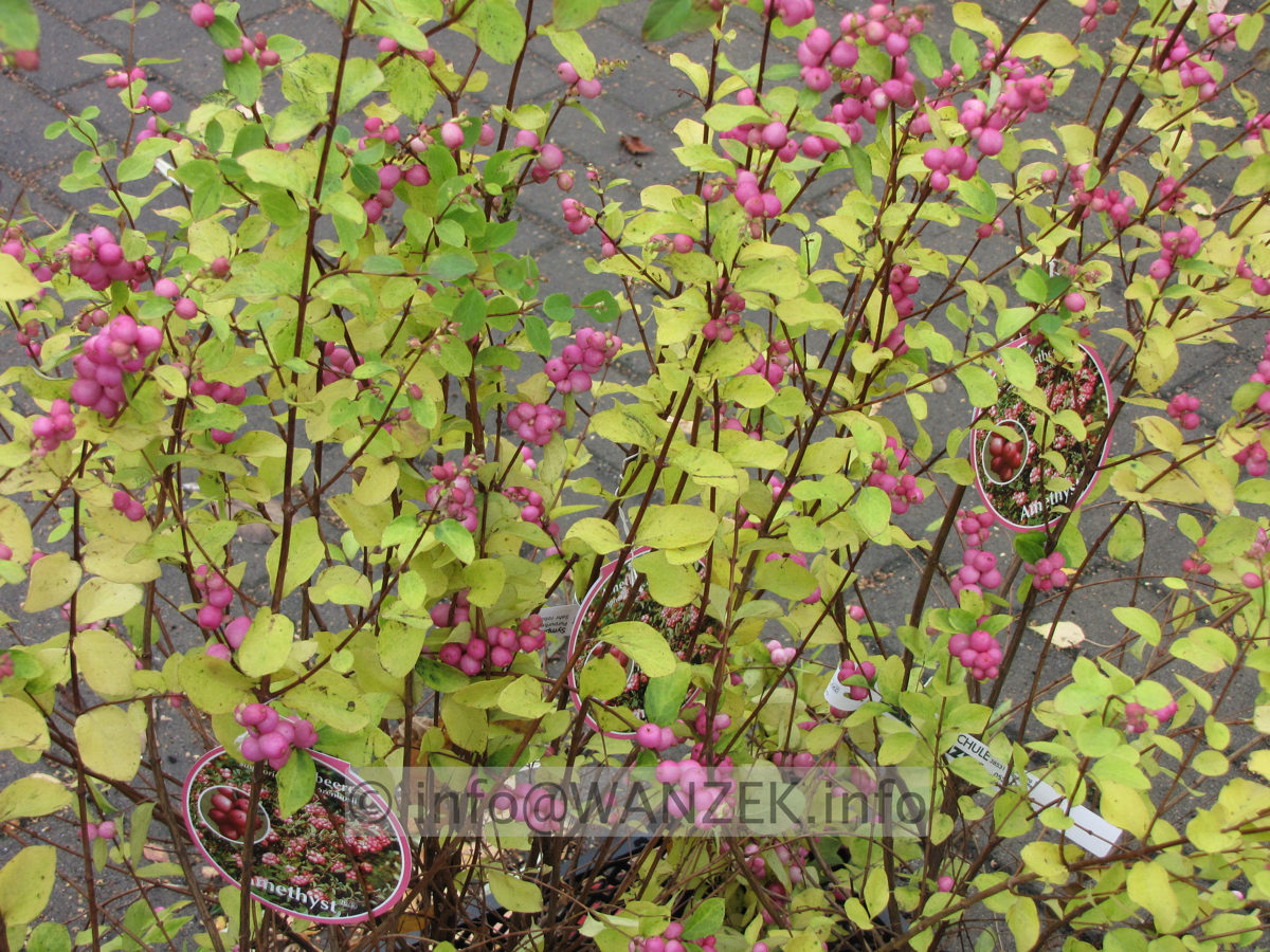 Symphoricarpos doorenbosii Amethyst 02 Beeren Herbst.JPG